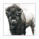 Bison Stare White Framed Canvas Art - David Frederick Riley Art - Your Western Decor