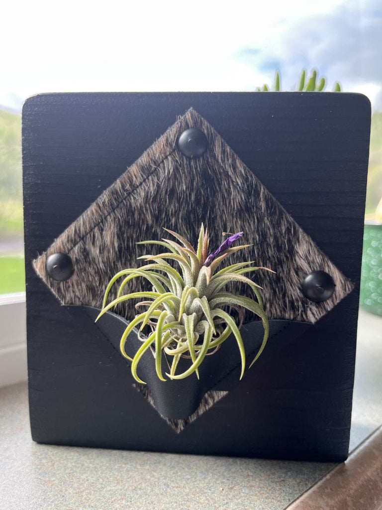 Custom made Cowhide & Leather Desktop Air Plant Plaque - Handmade in Oregon from Your Western Decor