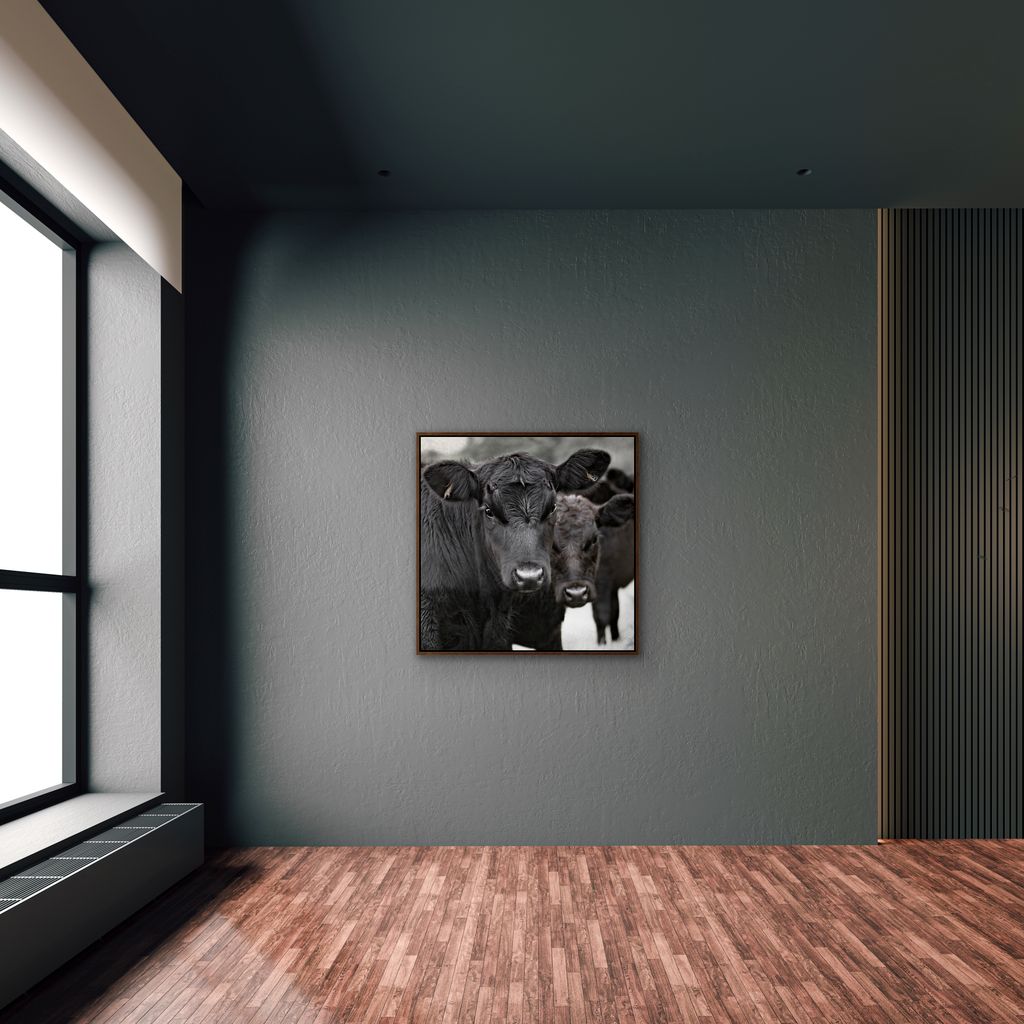 black angus calf canvas wall art featuring close-up cattle portrait in empty room hanging on dark grey wall. Framed in walnut wood
