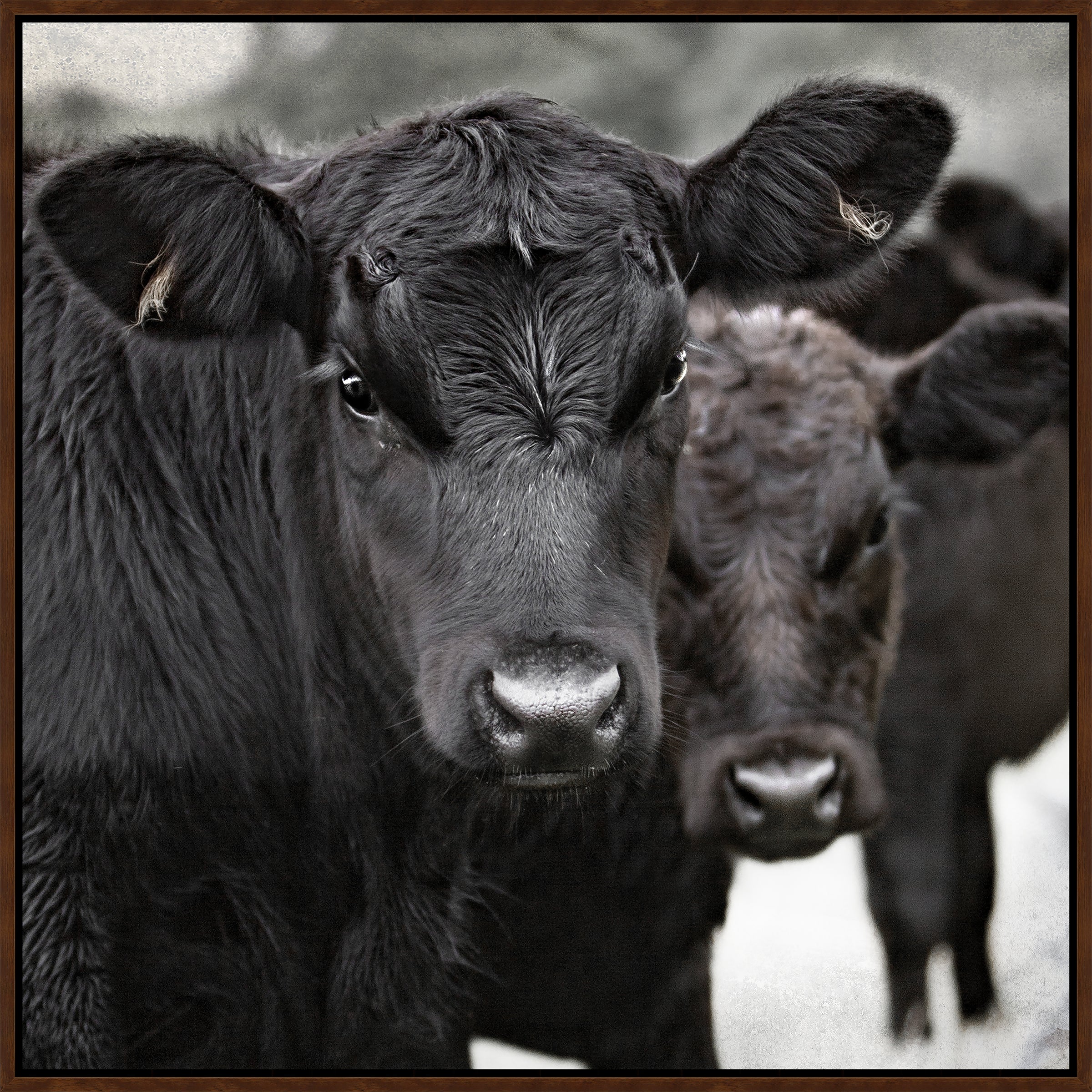 black angus calf canvas wall art featuring close-up cattle portrait in western ranch setting framed in walnut wood