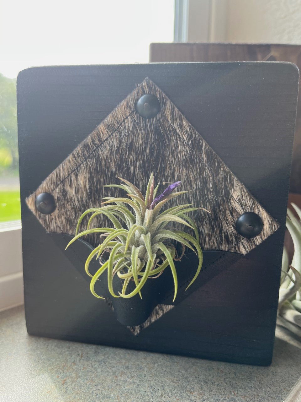 Custom made Cowhide & Leather Desktop Air Plant Plaque - Handmade in Oregon from Your Western Decor