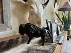 buffalo sculpture shelf decor western home