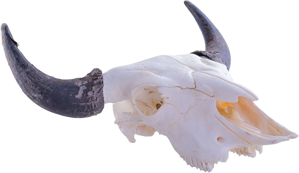 Bleached bison skull - Your Western Decor