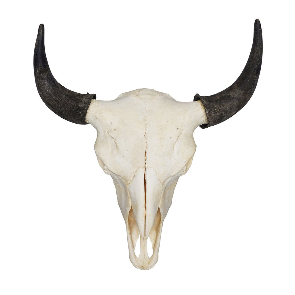 Extra Large Bison Skull Mount - Your Western Decor