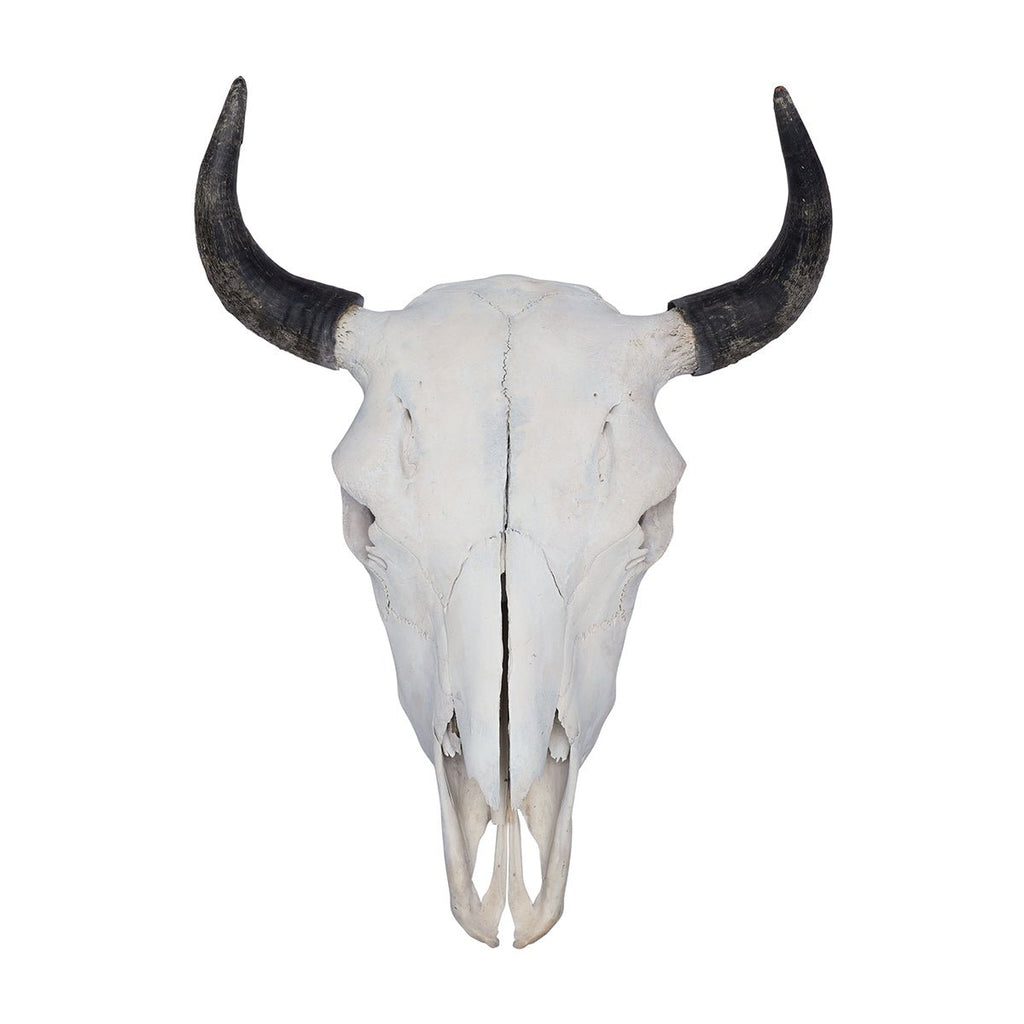 Large Bison Skull Mount - Your Western Decor