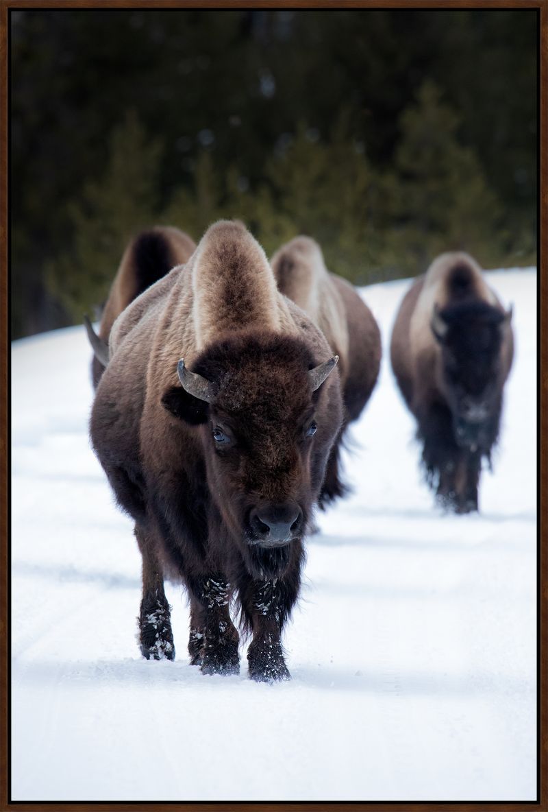buffalo wall art western bison herd in snow large canvas framed