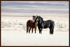 Two horses, one brown and one black, standing in a desert landscape - Your Western Decor 