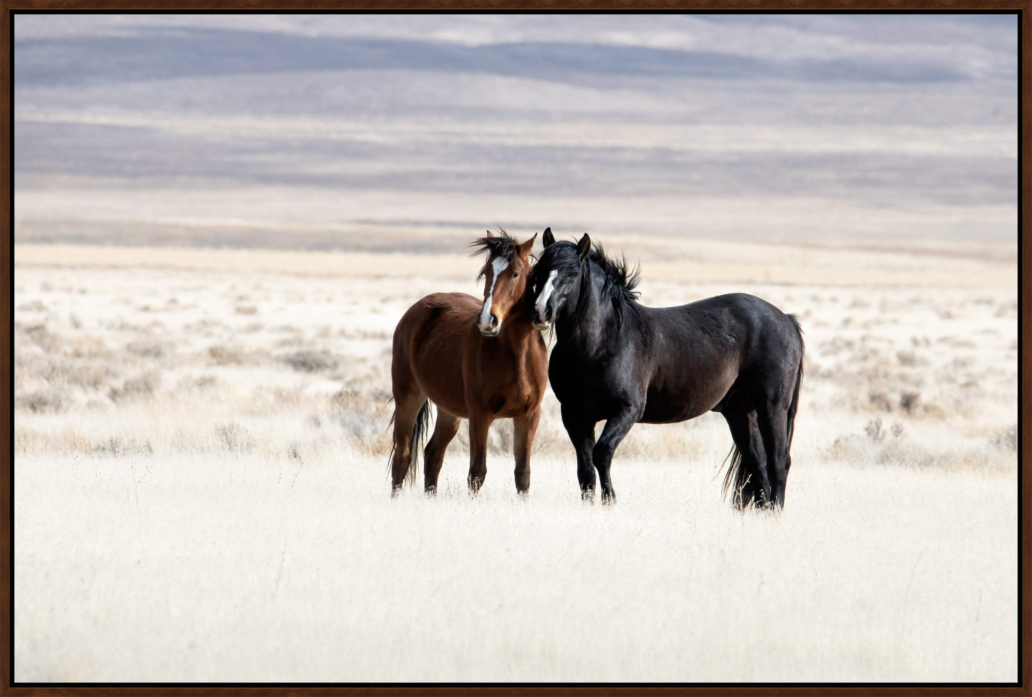 Two horses, one brown and one black, standing in a desert landscape - Your Western Decor 