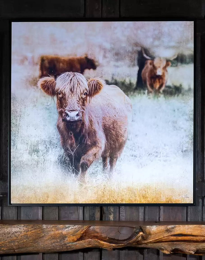 Highlander Calf Canvas Art made in the USA - Your Western Decor