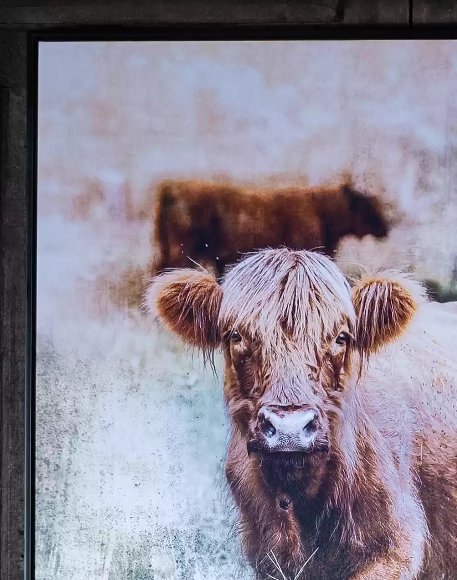 Highlander Calf Canvas Art made in the USA - Your Western Decor