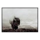 Large Buffalo Canvas Wall Art tempered glass, framed canvas print in charcoal and white - Your Western Decor