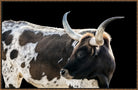 longhorn-canvas-art-your-western-decor