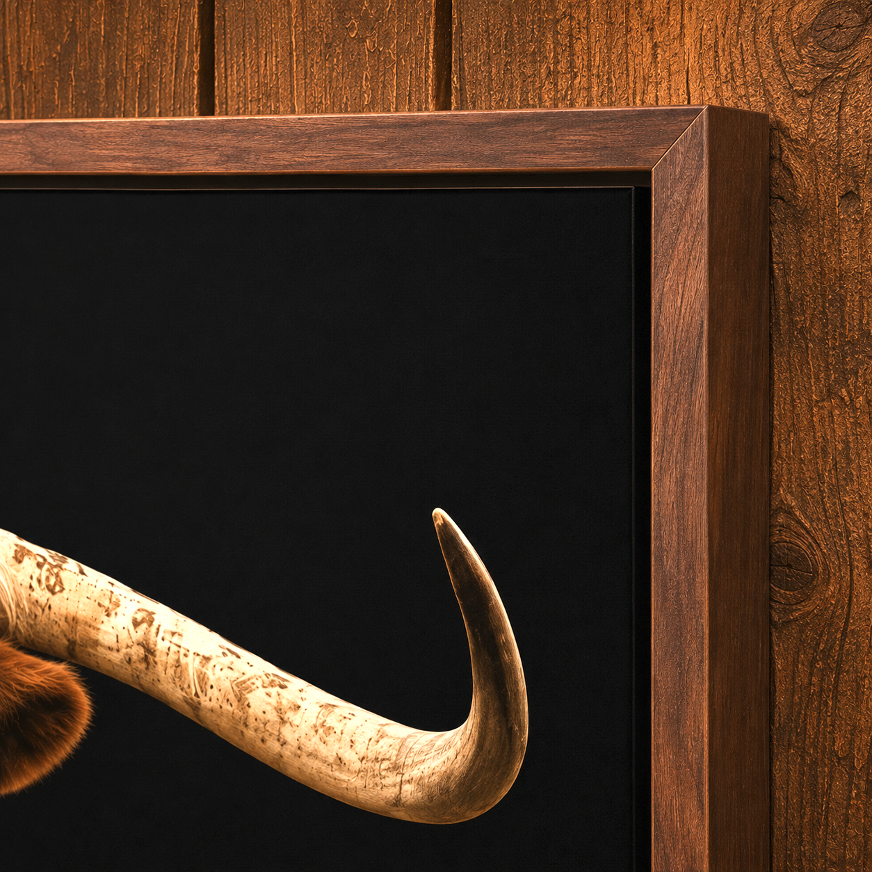 A framed longhorn taxidermy wall art piece, showing a close-up of a curved cream-colored horn against a black background, with a dark brown wooden frame and wood-paneled wall behind it.
