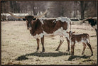 A brown and white longhorn cow stands in a dry grassy field next to a matching calf, with other longhorn animals and trees blurred in the background.