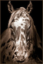 A close-up sepia-toned portrait of a horse's head and neck against a dark background, framed by a thin brown border.