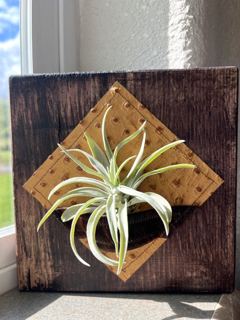 Air Plant Desk Plaque w/ Embossed Ostrich Leather custom made to order in the USA - Your Western Decor