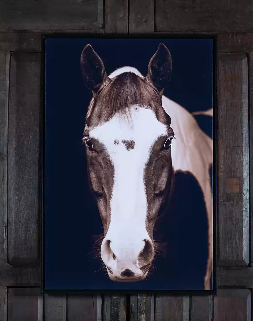 Paint Horse Framed Canvas Art - Your Western Decor