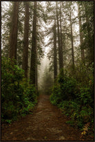 A narrow dirt path runs through a dense forest of tall trees, surrounded by green undergrowth and softened by mist in the background.