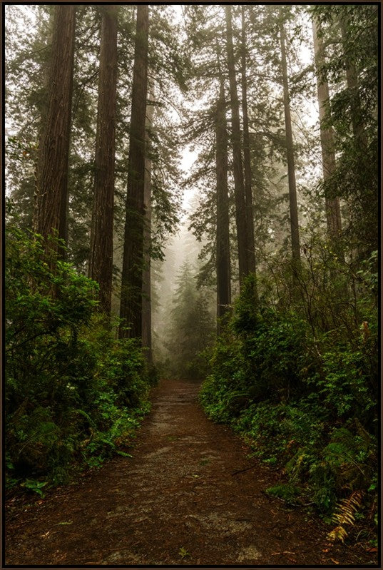 A narrow dirt path runs through a dense forest of tall trees, surrounded by green undergrowth and softened by mist in the background.