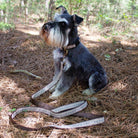 Pendleton Westerley Leash & Collar - Your Western Decor - Your Western Decor