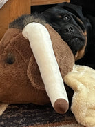 Rottweiler Staxx laying on Tommy Longhorn Rug - Your Western Decor