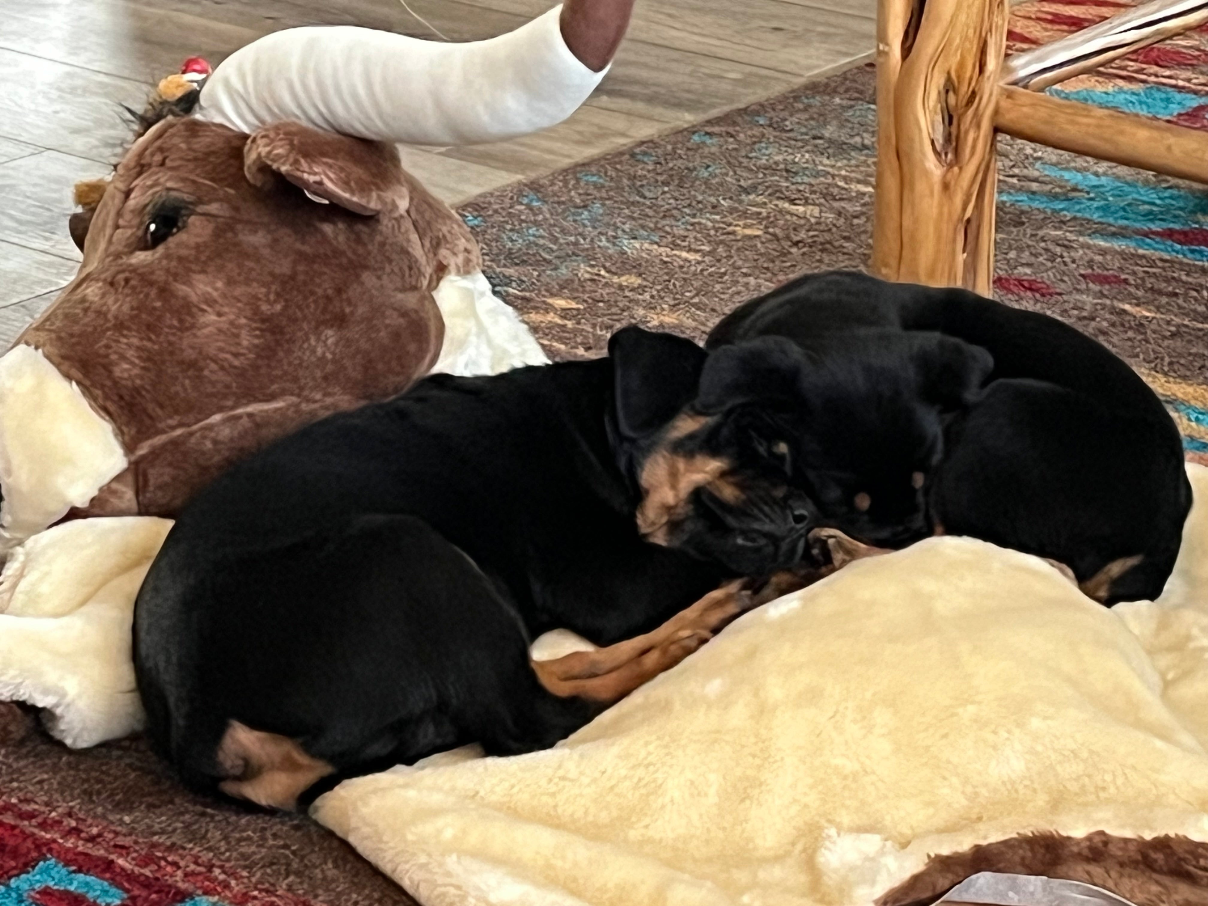 Rottweiler puppies laying on Tommy Longhorn Rug - Your Western Decor