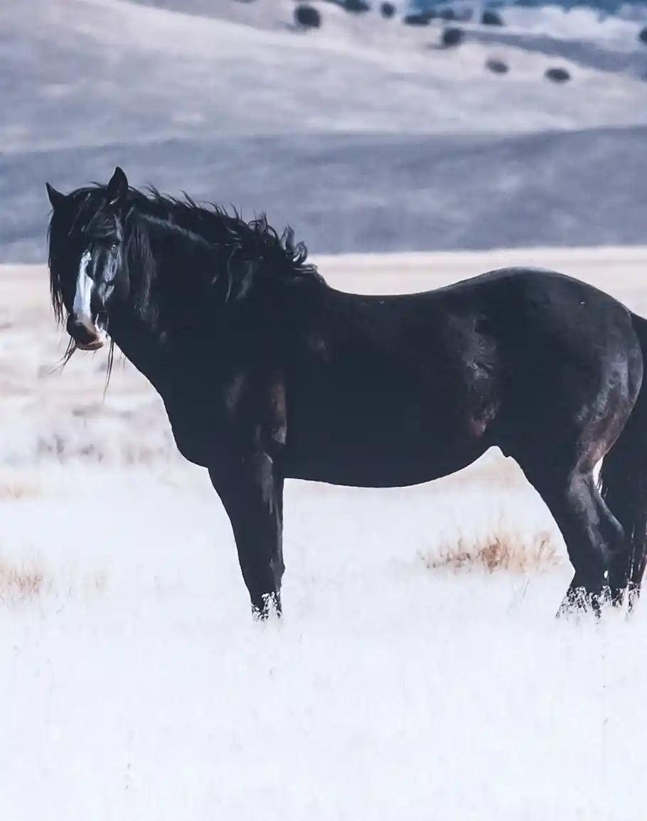 Royal Black - Framed Horse Art horse detail - made in the USA - Your Western Decor