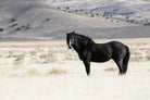 Unframed canvas Royal Black Horse Art - Your Western Decor