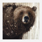 Serene Brown Bear Canvas Art by David Frederick Riley at Your Western Decor