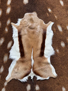 Authentic Springbok Deer Hide - Your Western Decor