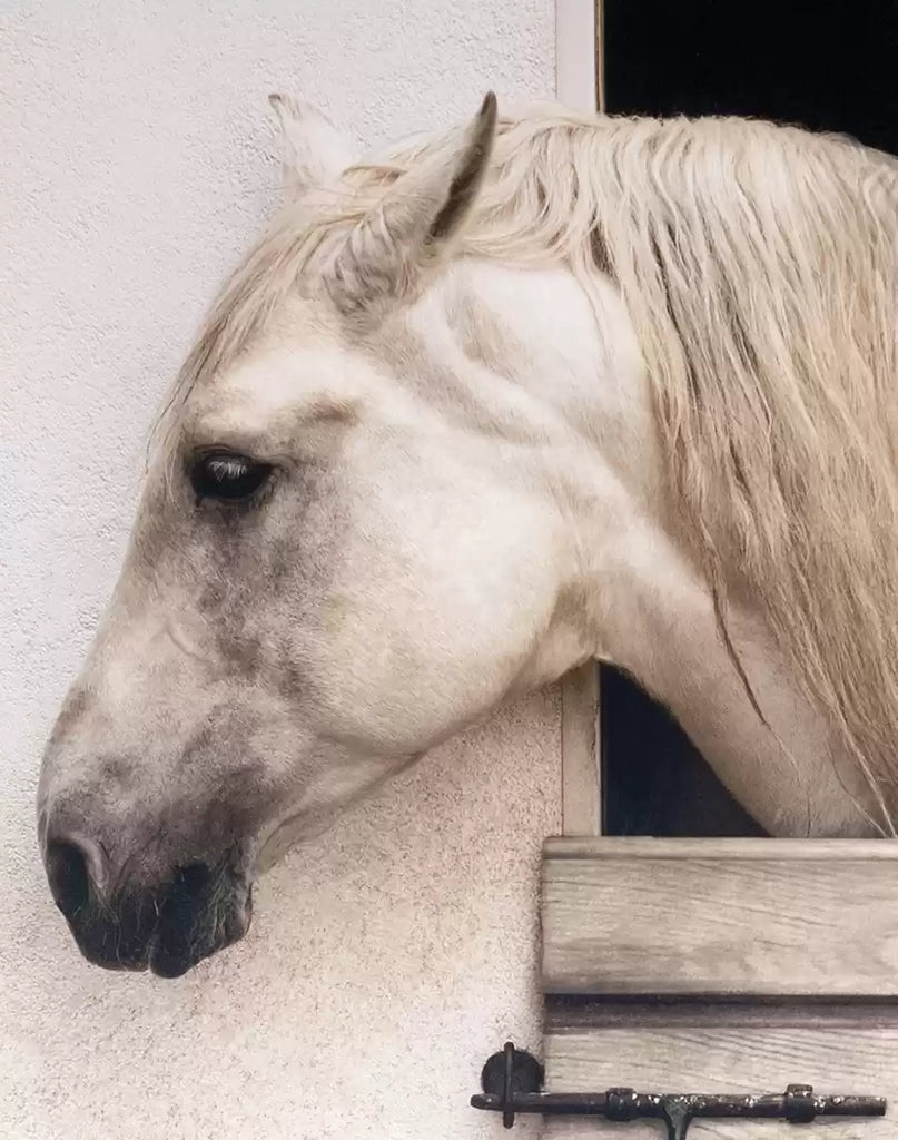 Stabled - White Horse Canvas Art close-up - Your Western Decor