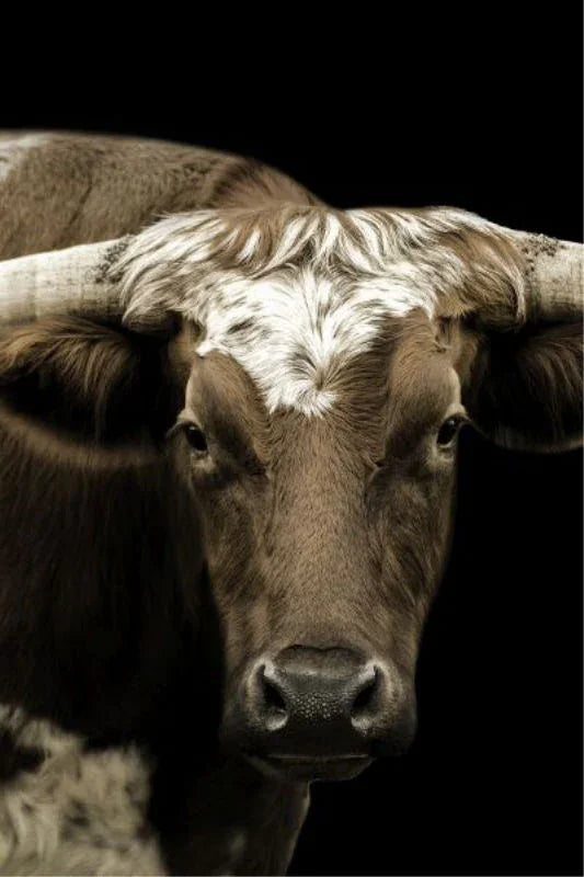 Stare Down Canvas Longhorn Steer Art - Your Western Decor