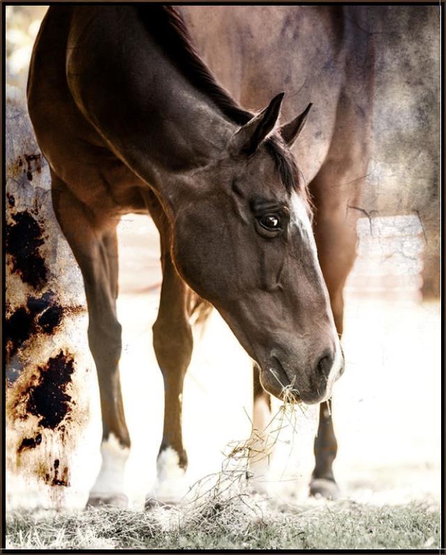 Starzie Canvas Horse Art featuring a grazing bay horse in warm natural light.