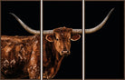Triptych of a longhorn bull with large horns on a black background - Your Western Decor