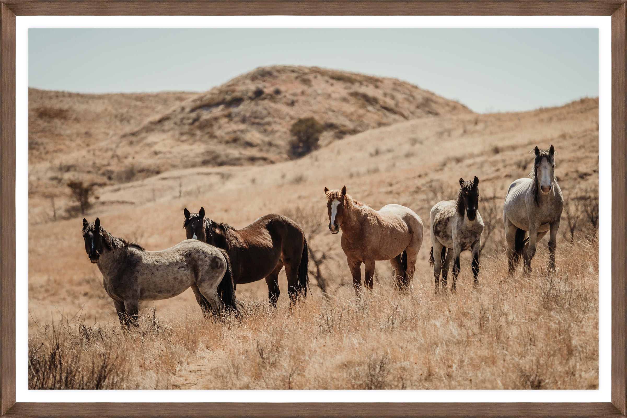 Horses standing in a dry, open landscape with hills in the background - Your Western Decor