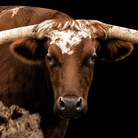 A close-up portrait of a brown and white longhorn steer or with large curved horns, photographed against a solid black background.
