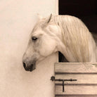 Stabled - White Horse Art unframed - Your Western Decor