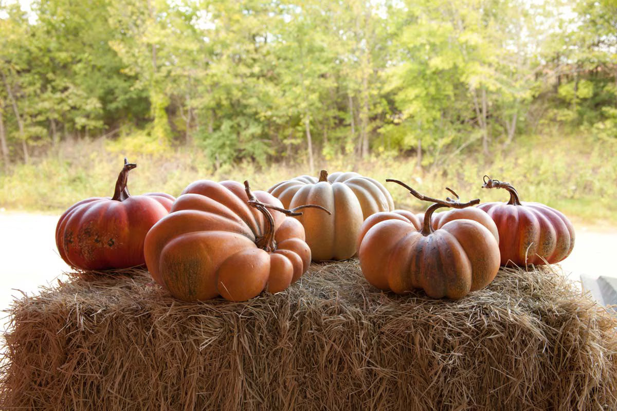 Pumpkins on a hay bale with a natural background - Your Western Decor
