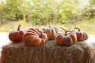 Pumpkins on a hay bale with a natural background - Your Western Decor