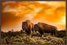 Two bison standing on a grassy plain with a dramatic orange sky - Framed canvas art - Your Western Decor