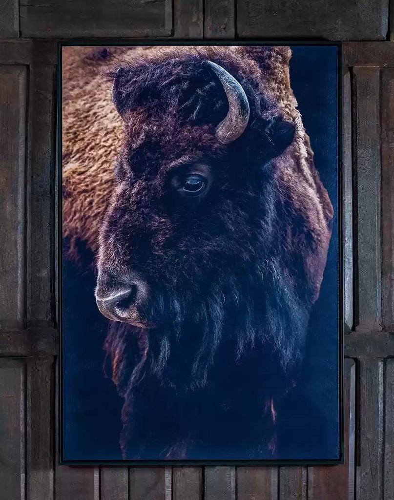 Watchful Buffalo Canvas Art - Your Western Decor