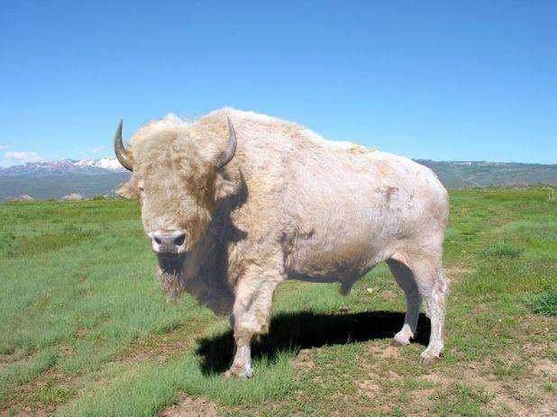 White Buffalo - Your Western Decor