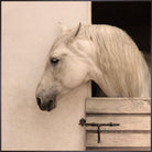 Framed White horse art peeking out from a stable door with a neutral background - Your Western Decor