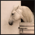 A white horse with a long cream-colored mane peering out from a wooden stable door against a textured beige wall.