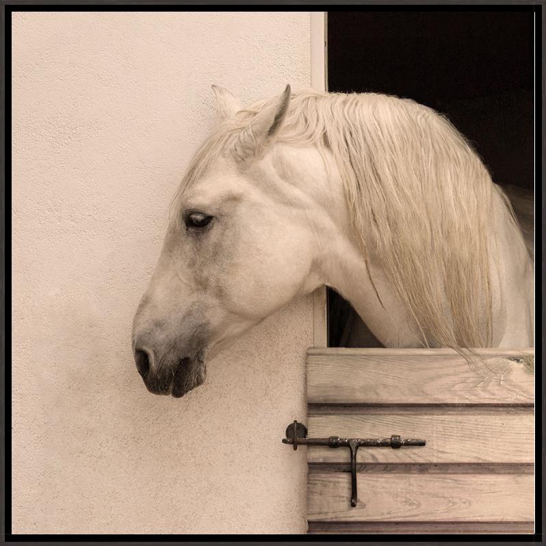 A white horse with a long cream-colored mane peering out from a wooden stable door against a textured beige wall.