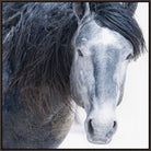 Wild Grey canvas horse art framed in black wood frame, made in the USA - Your Western Decor