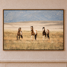 Horizontal canvas art of 3 horses on the open grassy plains framed in a wood floater frame. American made