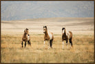 Wild plains canvas horse art with brown woodgrain frame 