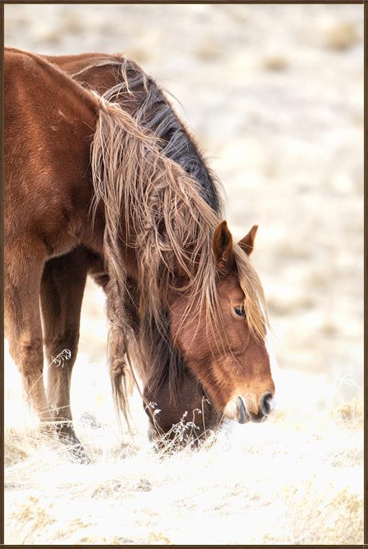 Wild Spirit framed wild horse canvas wall art featuring a grazing mustang with tangled mane in western prairie landscape