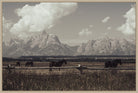 Horses grazing in a field with mountains in the background - Your Western Decor 
